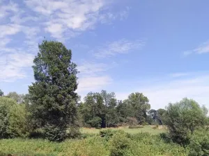 Dražba lesa, Všeň, 10110 m2