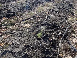 Prodej lesa, Veliny, 4968 m2