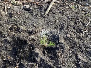 Prodej lesa, Veliny, 4968 m2