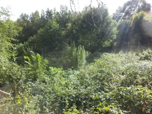 Dražba louky, Malé Březno, 14517 m2