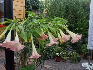 Prodej vícegeneračního domu, Mikulov, Na Jámě, 220 m2