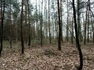 Prodej lesa, Morašice, 11313 m2