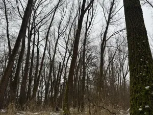 Prodej lesa, Přerov nad Labem, 2268 m2