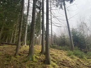 Prodej lesa, Kolinec - Buršice, 1299 m2