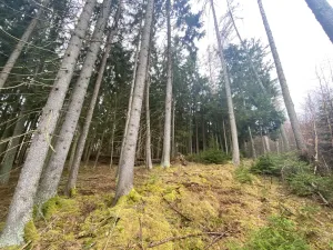Prodej lesa, Kolinec - Buršice, 1299 m2