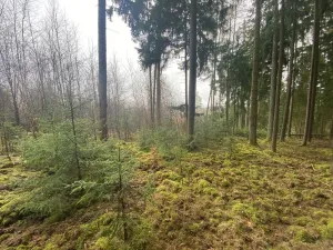 Prodej lesa, Kolinec - Buršice, 1299 m2