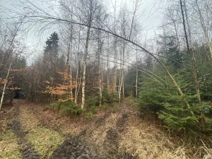 Prodej lesa, Kolinec - Buršice, 3423 m2