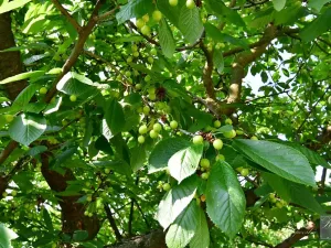 Prodej chaty, Dolní Zálezly, 37 m2