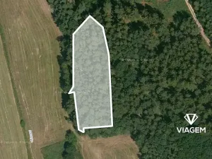 Prodej podílu lesa, Koloveč, 707 m2