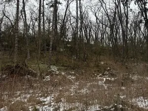 Prodej lesa, Vysoká, 5445 m2