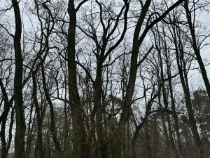 Prodej podílu lesa, Dolní Beřkovice, 1050 m2