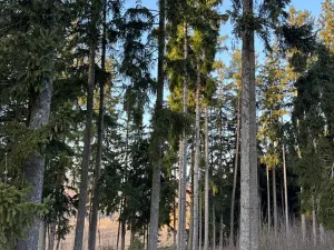 Prodej podílu lesa, Stará Paka, 4610 m2