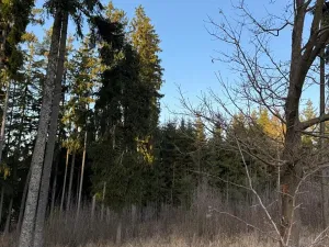 Prodej podílu lesa, Stará Paka, 4610 m2