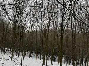 Prodej lesa, Chotiměř, 26763 m2