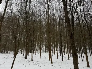 Prodej lesa, Chotiměř, 26763 m2