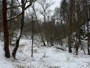 Prodej lesa, Chotiměř, 26763 m2