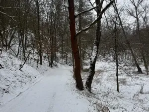 Prodej lesa, Chotiměř, 26763 m2