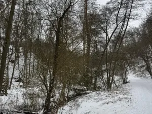 Prodej lesa, Chotiměř, 26763 m2