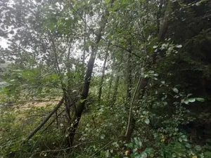 Prodej lesa, Otín, 928 m2