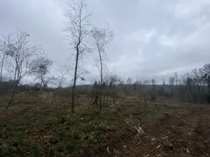 Prodej lesa, Blížejov - Lštění, 7793 m2