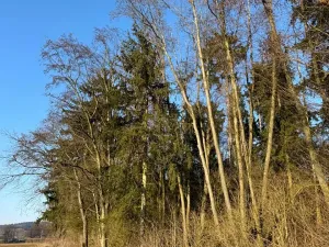 Prodej lesa, Nový Malín, 8466 m2