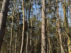 Prodej lesa, Vracov, 3963 m2