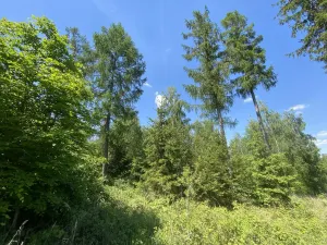 Prodej lesa, Kropáčova Vrutice - Sušno, 15167 m2