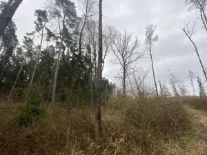 Prodej lesa, Blížejov - Lštění, 7793 m2