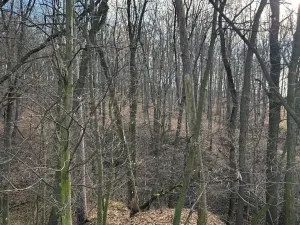 Prodej lesa, Kroměříž, 1674 m2