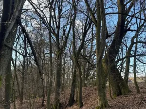 Prodej lesa, Kroměříž, 1674 m2
