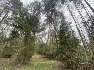 Prodej pozemku, Volfířov - Brandlín, 5958 m2