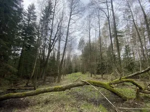 Prodej pozemku, Volfířov - Brandlín, 5958 m2