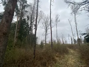 Prodej lesa, Blížejov - Lštění, 7793 m2