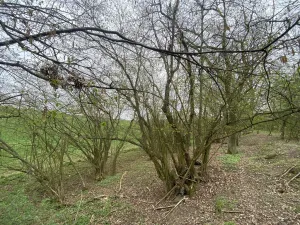 Prodej pozemku, Štětí - Brocno, 1107 m2