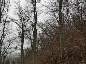 Prodej lesa, Ústí nad Labem, 41840 m2