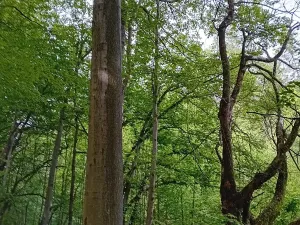 Prodej lesa, Štíty, 18750 m2