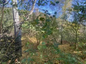 Dražba pozemku, Lučany nad Nisou, 449 m2