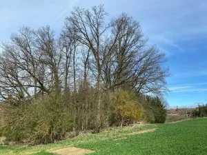 Prodej pole, Okrouhlá Radouň, 17482 m2