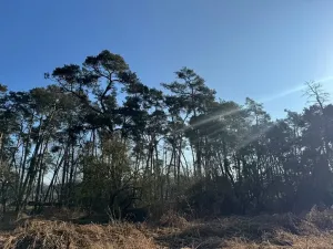 Prodej podílu lesa, Sojovice, 1204 m2