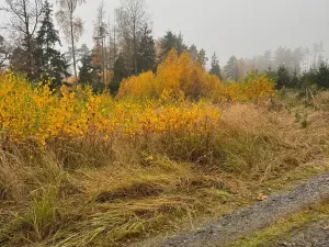 Prodej lesa, Úboč, 13538 m2