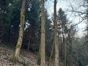 Prodej lesa, Český Dub, 17551 m2