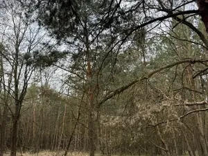 Prodej podílu lesa, Račice, 38354 m2