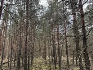 Prodej podílu lesa, Račice, 38354 m2