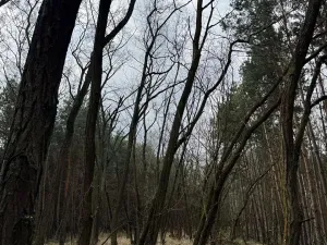 Prodej podílu lesa, Račice, 38354 m2