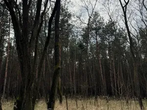 Prodej podílu lesa, Račice, 38354 m2