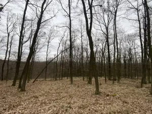 Prodej lesa, Silůvky, 3896 m2