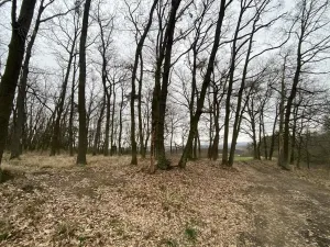 Prodej lesa, Silůvky, 3896 m2
