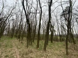 Prodej lesa, Silůvky, 3896 m2