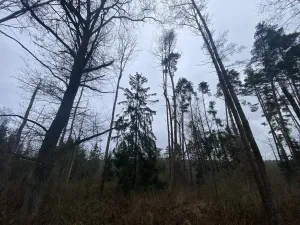 Prodej lesa, Blížejov - Lštění, 4481 m2