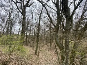 Prodej lesa, Silůvky, 462 m2